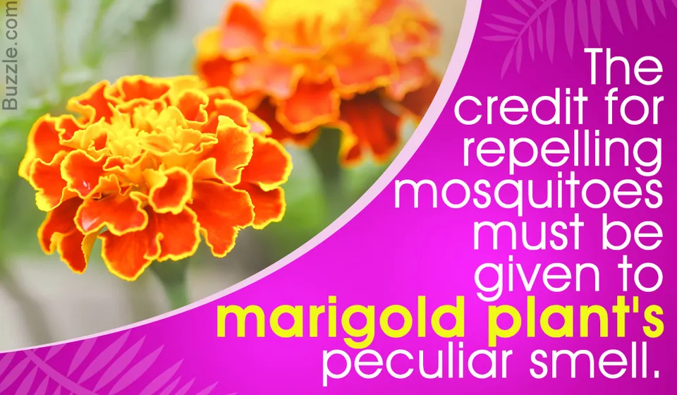 Close-up of bright orange and yellow marigold flowers with a blurred green garden background.