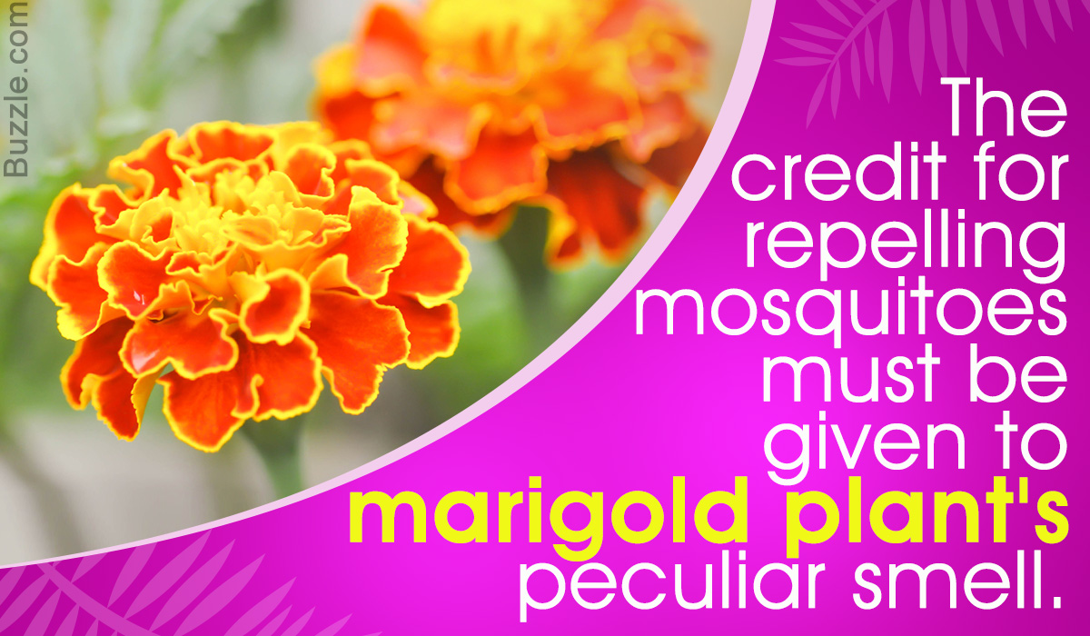 Popular Mosquito Repellent Plants Every Household Should Grow