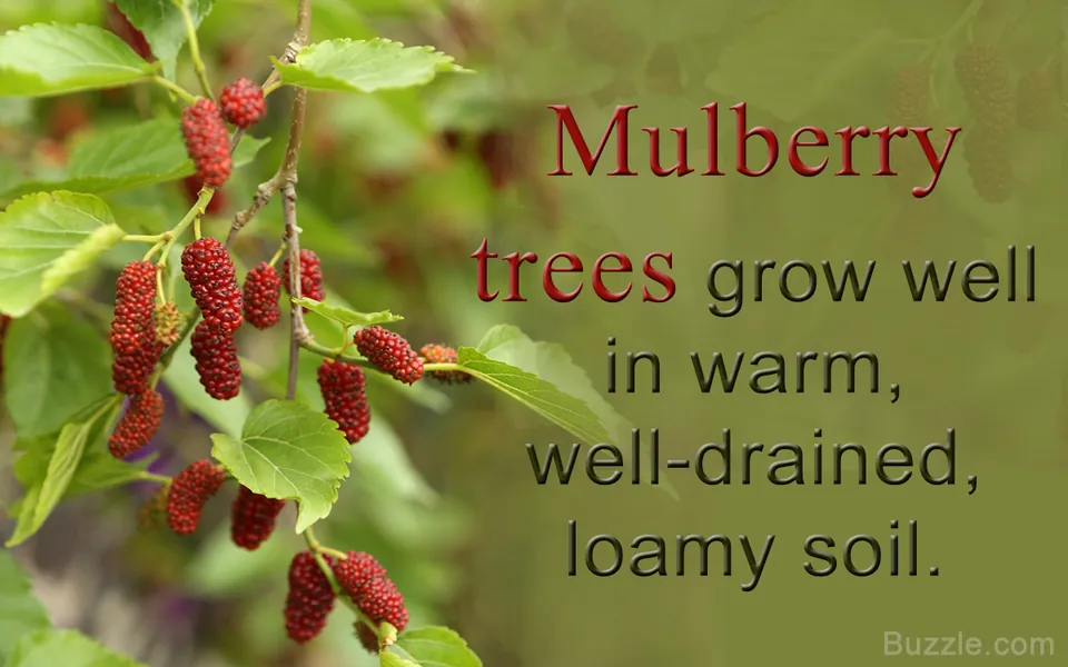 A close-up of a mulberry branch bearing clusters of red berries and green leaves against a blurred background.