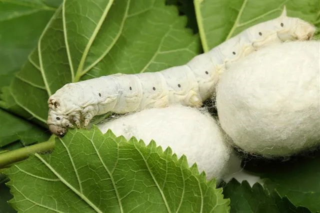 A white silkworm caterpillar and two cocoons resting on green mulberry leaves.
