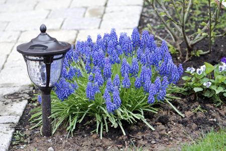 Muscari Plants: Spread the Bright Blue Magic in Your Garden