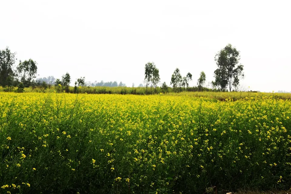 A vast field of blooming yellow mustard plants stretches towards a line of trees under a bright sky.