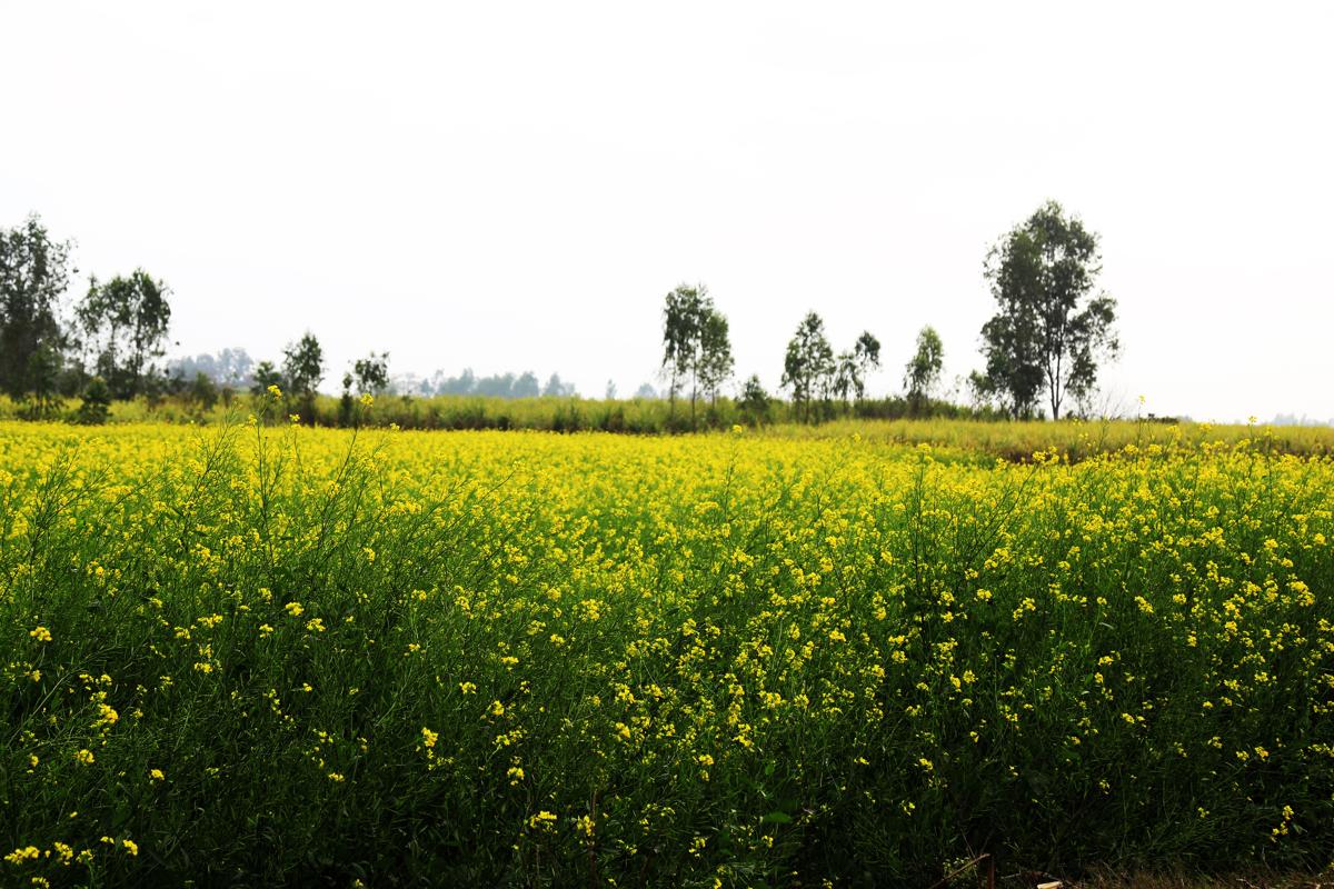 Some Interesting and Captivating Facts on the Mustard Plant