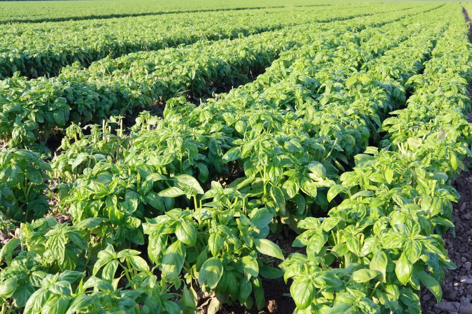 Natural Insecticides for Basil That Work Wonders for the Plant