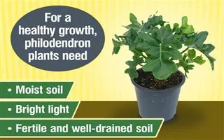 A potted green philodendron plant sits next to text instructions for care on a yellow background.