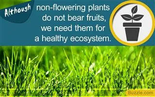 Close-up of green grass blades beneath a blue banner with text and an icon about non-flowering plants.
