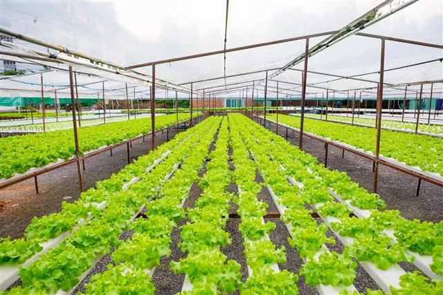 Rows of green leafy vegetables growing in white channels inside a greenhouse structure.