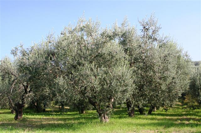 You Must Follow These Basic Steps While Caring for Olive Trees