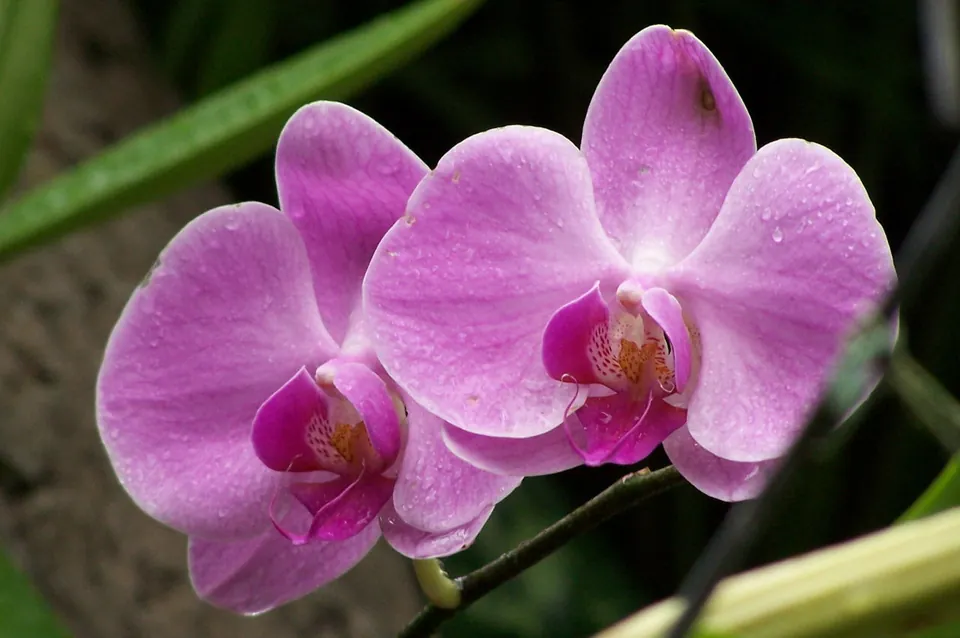 Two pink orchid flowers with water droplets on their petals against a blurred green background.