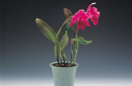 Your Garden Booklet: Orchid Care and Maintenance Tips