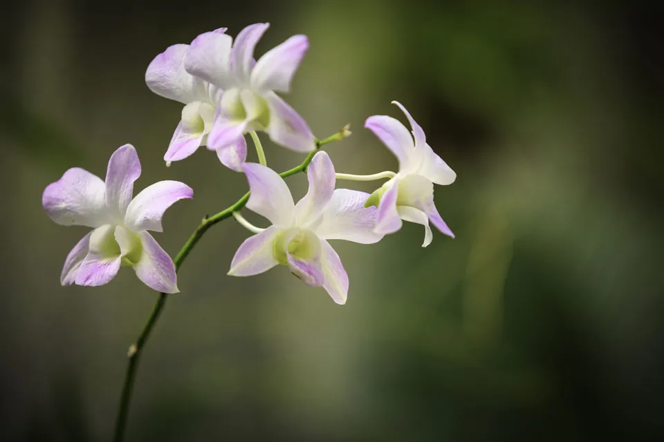 A cluster of pale purple and white orchid flowers blooming on a slender green stem against a blurred green background.