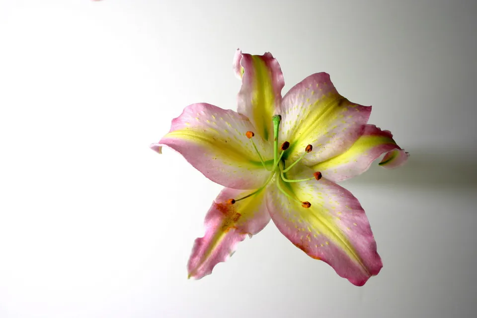 A blooming pink and yellow Oriental lily with visible stamens against a plain white background.