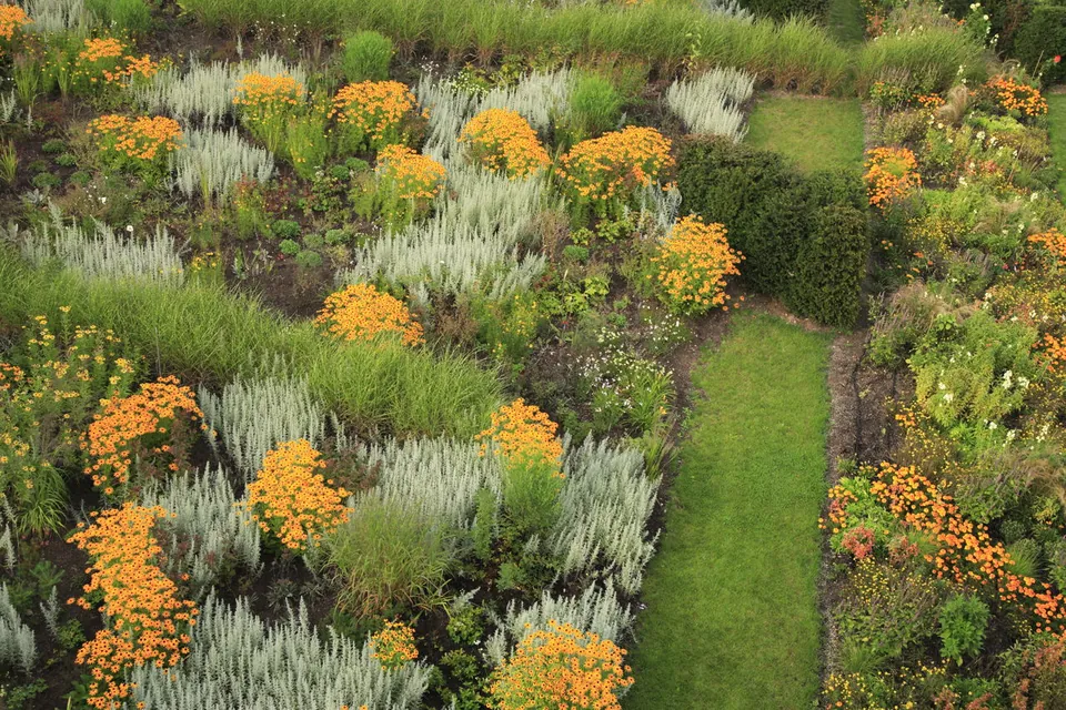 A high-angle view of a lush garden featuring clumps of silvery ornamental grasses and bright orange flowers bordering a grass path.