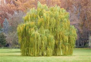 A large weeping evergreen tree with yellow-green foliage stands in a grassy lawn surrounded by autumn trees.