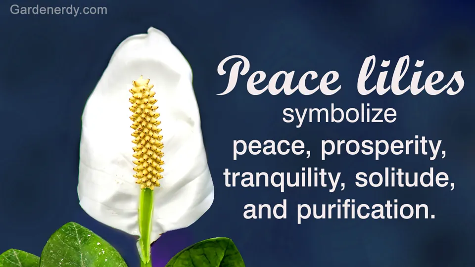 A white Peace Lily flower with green leaves against a dark blue background with text about its symbolism.