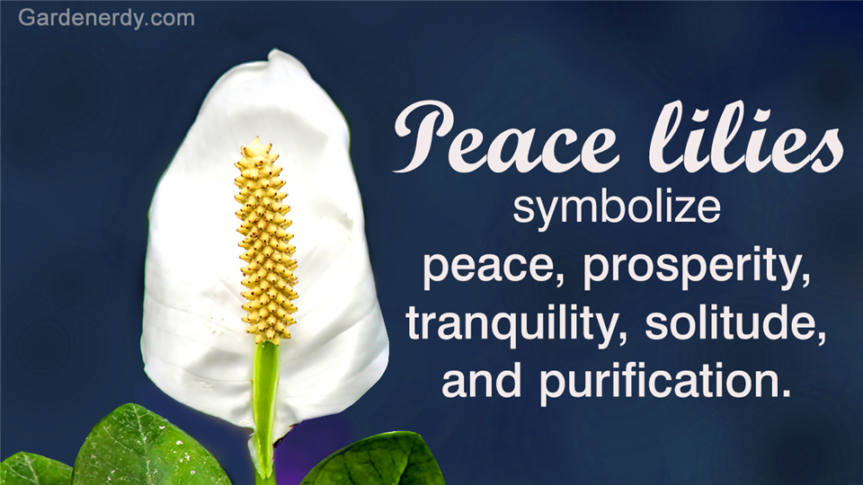 Here's All That You Wanted to Know About Peace Lily Plants