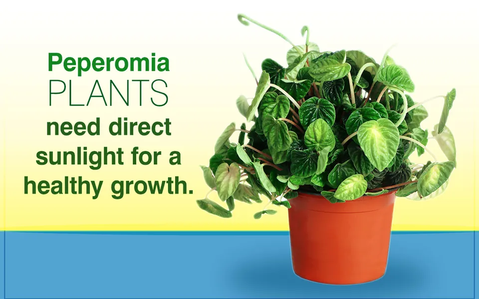 A potted Peperomia plant with textured green leaves sits in an orange pot against a yellow and blue background.