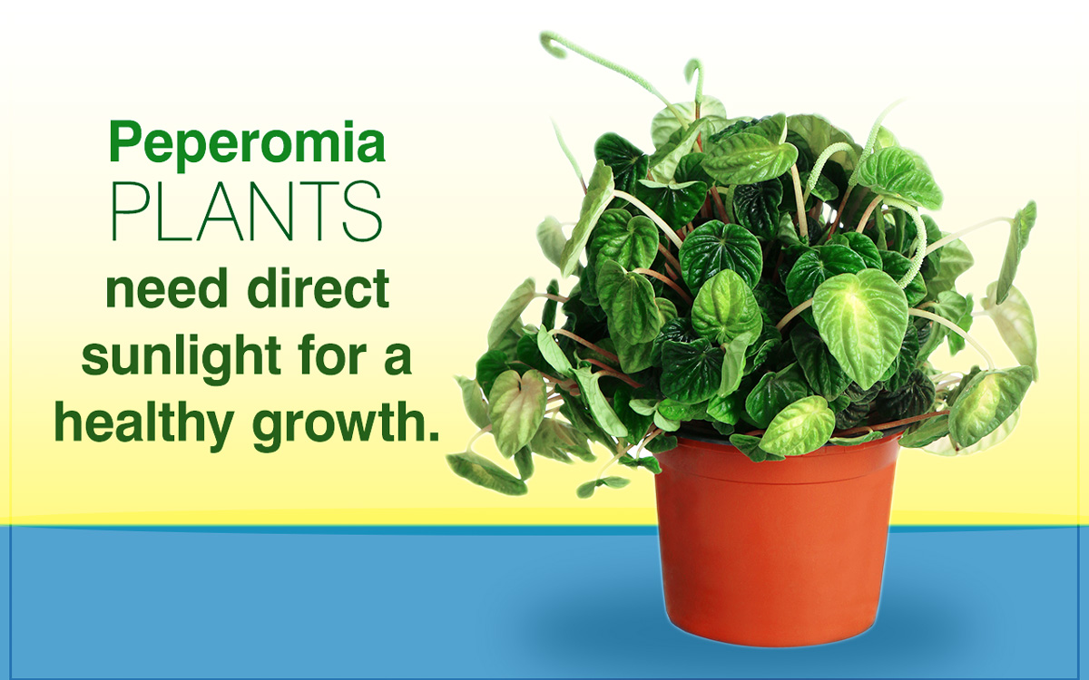 A Definitive Guide to Taking Excellent Care of Peperomia Plants