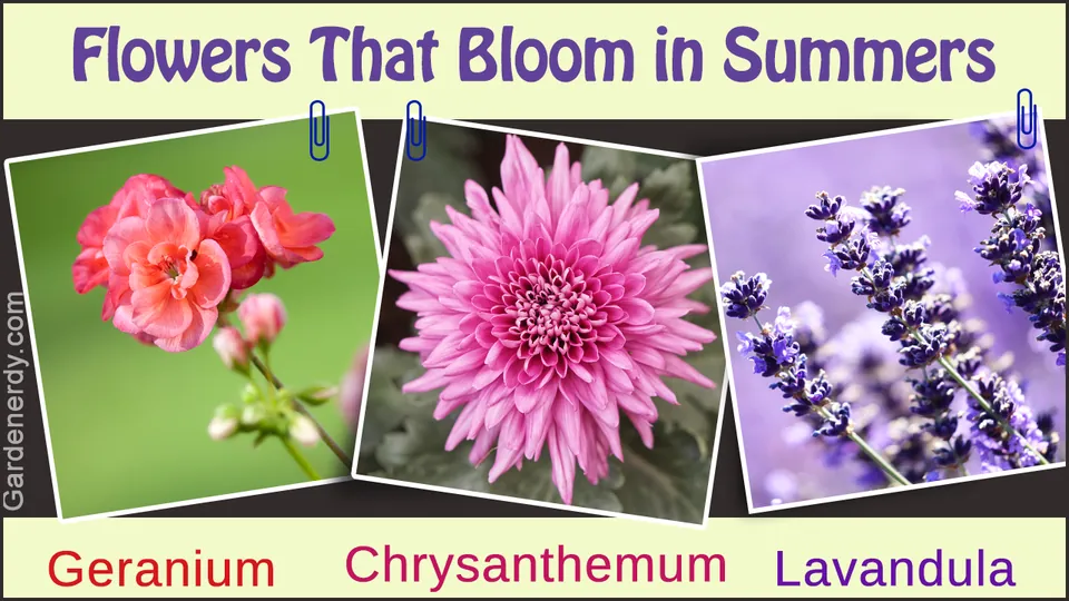 Three clipped photos show pink geraniums, a pink chrysanthemum, and purple lavender spikes arranged in a collage.