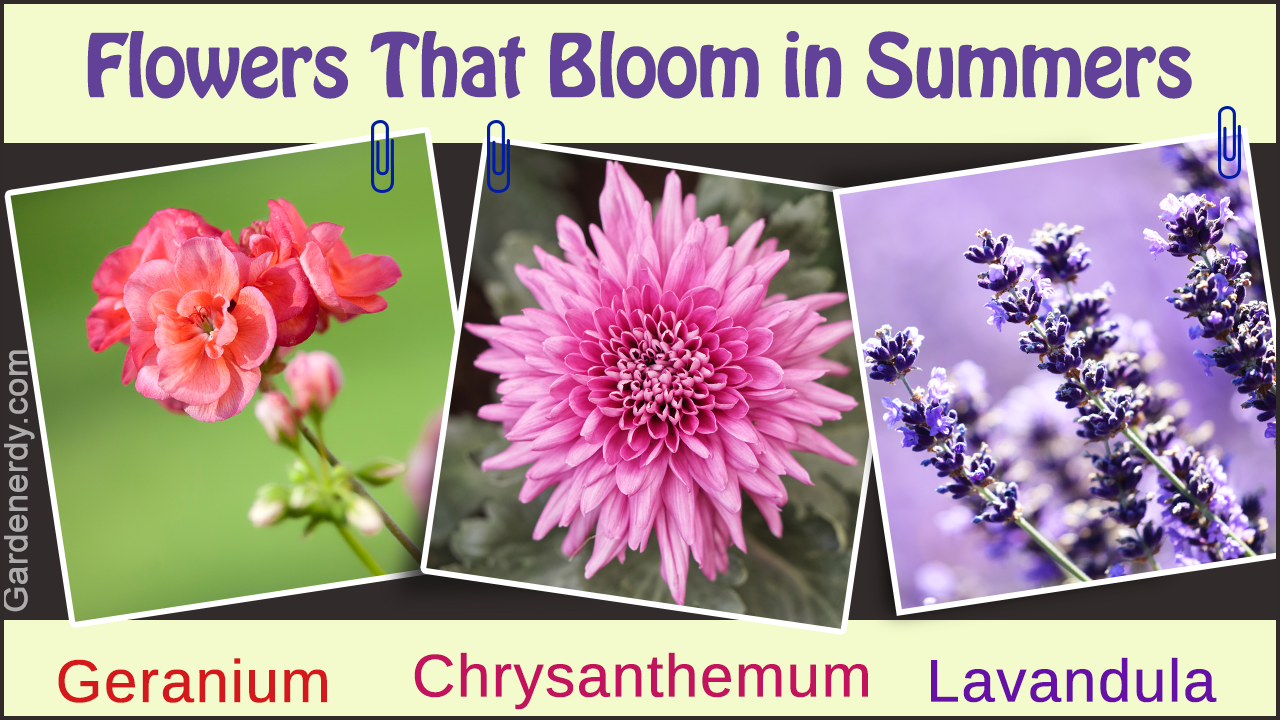 A List of Perennial Flowers That Bloom All Summer (With Pictures)