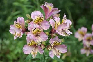 A cluster of pink Peruvian lilies featuring yellow throats with dark speckles blooms against soft green foliage.