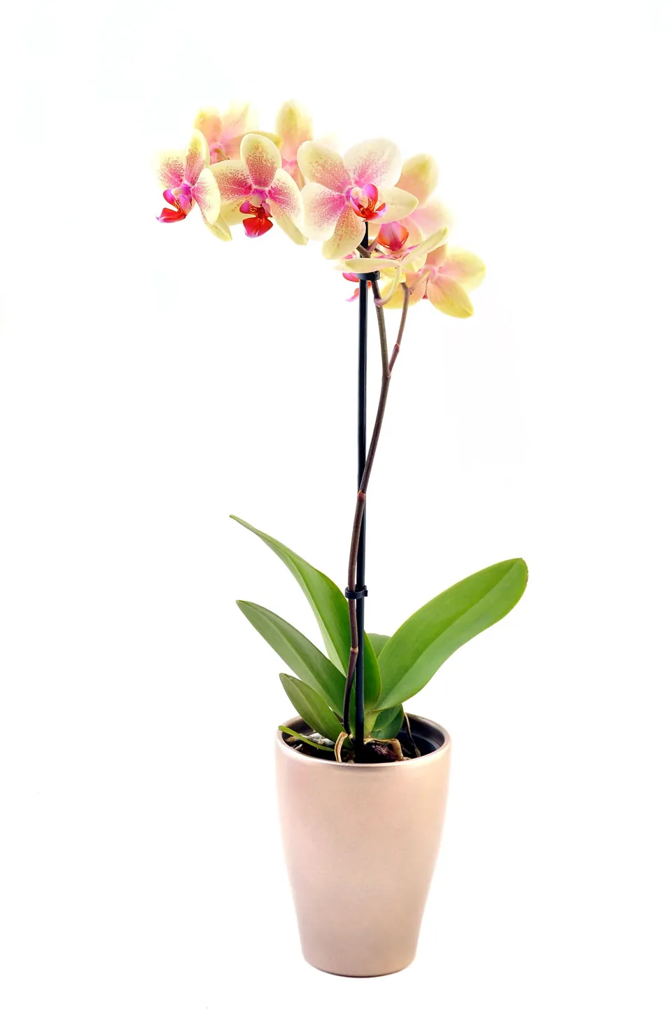 A potted Phalaenopsis orchid with yellow and pink flowers stands in a beige pot against a white background.