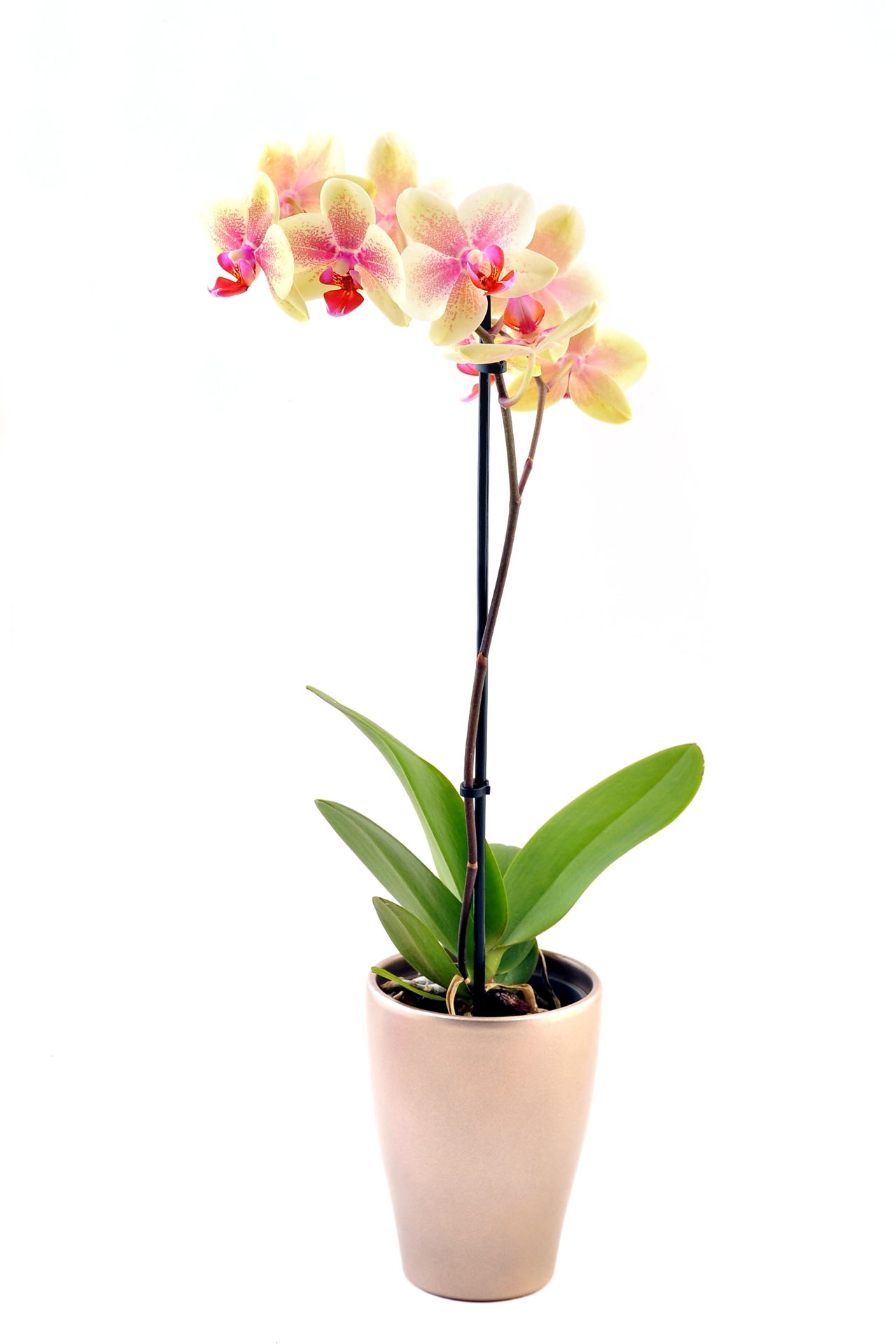 Useful Tips for Care And Maintenance of Phalaenopsis Orchids