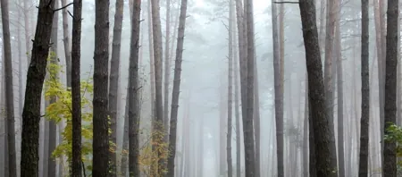 Tall pine tree trunks rising vertically into a thick, misty fog in a dense forest.