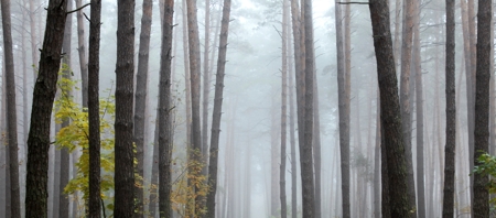 Amazing Pine Tree Facts That are Worth a Read