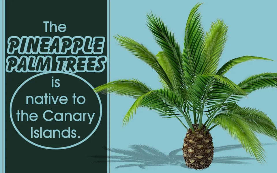 A pineapple palm tree stands against a light blue background next to text stating it is native to the Canary Islands.