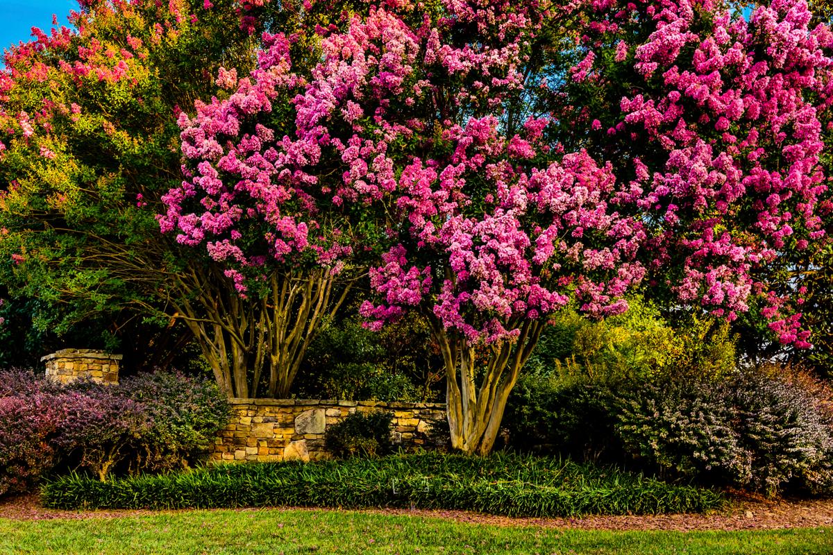 Pink Flowering Trees