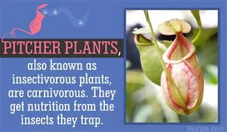 A pitcher plant with a reddish and green pitcher hanging against a blurred green background.