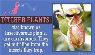 This is How You Need to Take Care of a Pitcher Plant