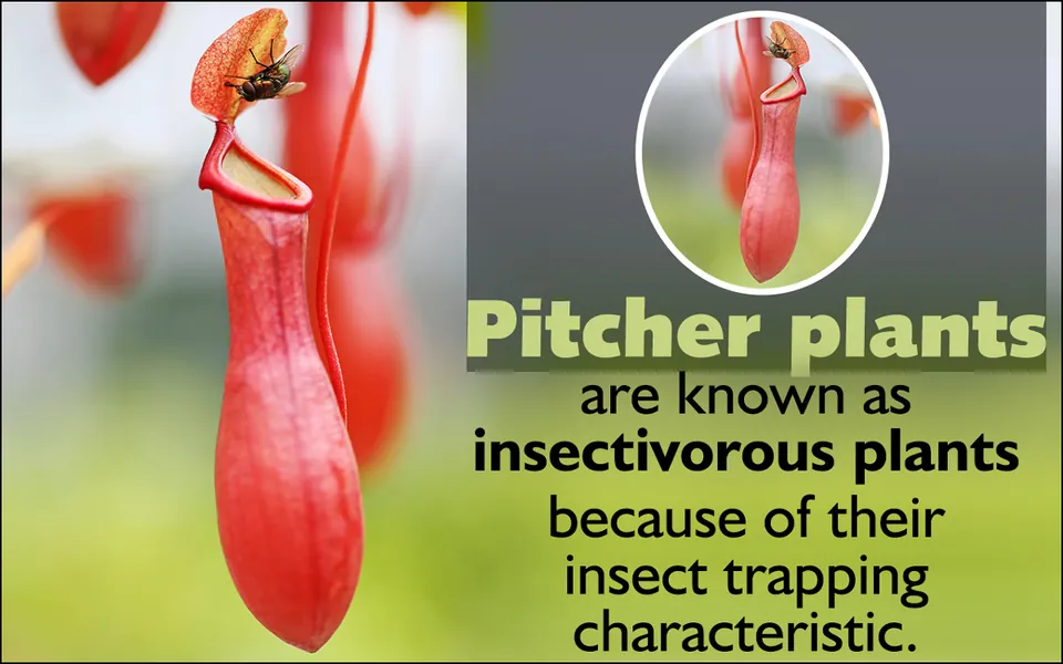 A red pitcher plant with a fly on its rim hangs against a blurred background next to text about insect trapping.