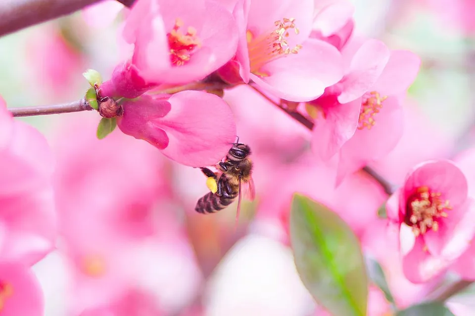 A close-up of pink peach blossoms on a branch with a bee collecting pollen.