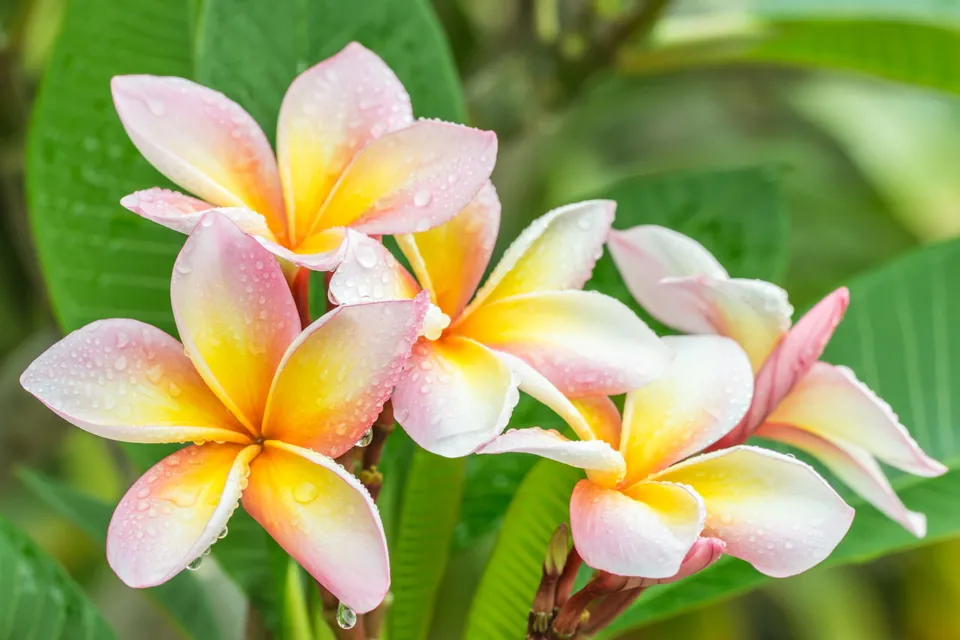 Close-up of pink and yellow plumeria flowers with water droplets on petals against a green leafy background.