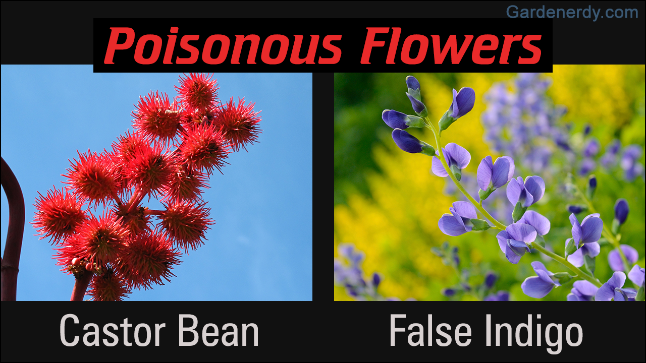 Looks Can Deceive! Here's a List of Poisonous Flowers With Pictures