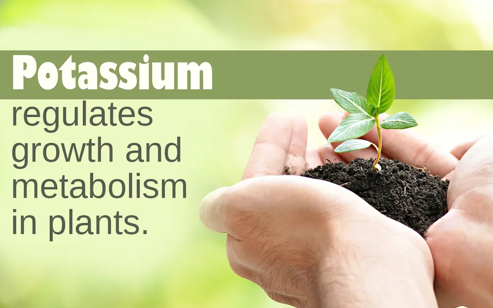 Hands holding a clump of soil with a small green seedling against a blurred green background.