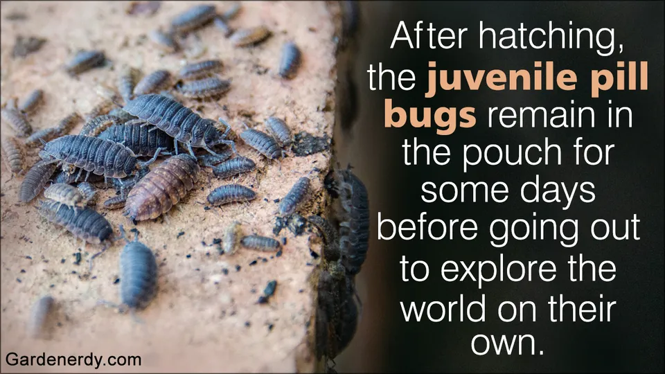 A close-up of numerous juvenile pill bugs crawling on sandy soil.