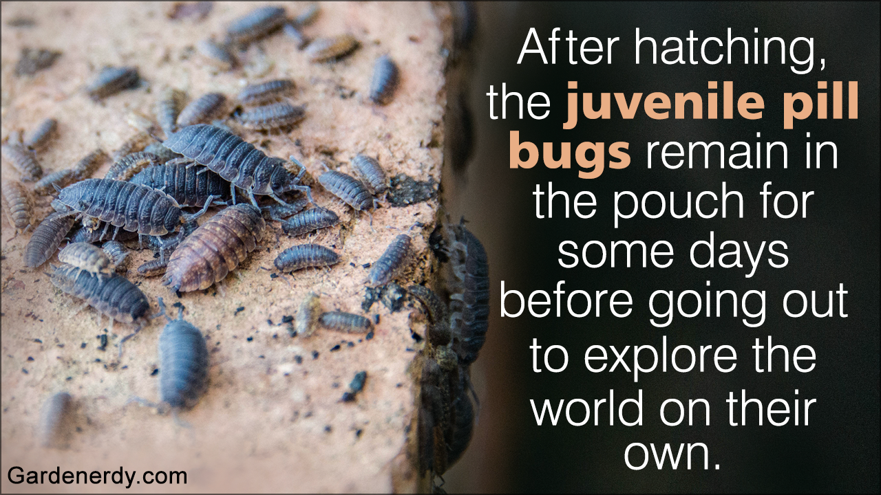 Potato Bug Facts That'll Change Your Perception About Them