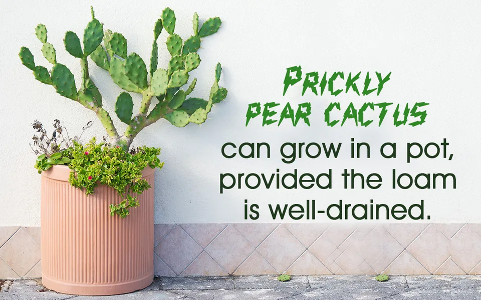 A prickly pear cactus in a pink ribbed pot with trailing succulents sits against a white wall with a tiled lower section.