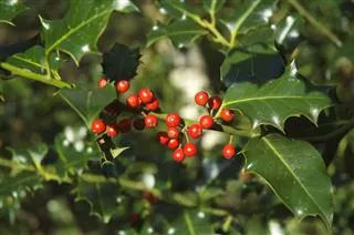 Holly branches with glossy spiky leaves and clusters of bright red berries.