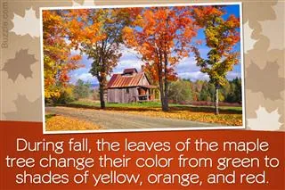 A rustic wooden shed stands among large maple trees displaying vibrant orange and yellow autumn foliage.