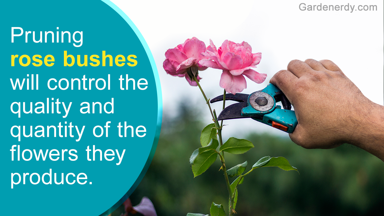 When And How to Prune Rose Bushes: We Bet You Didn't Know This