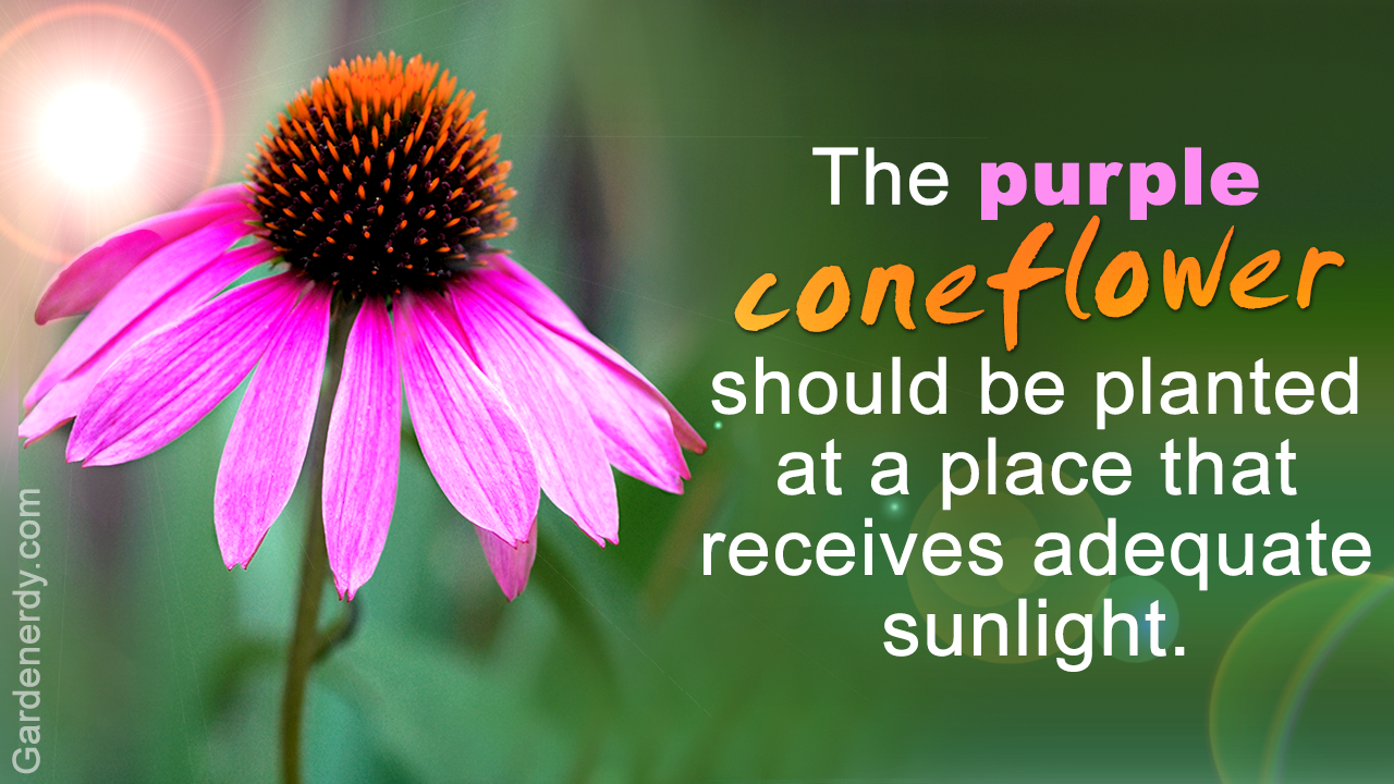 Facts You Must Be Aware of Before Planting a Purple Coneflower
