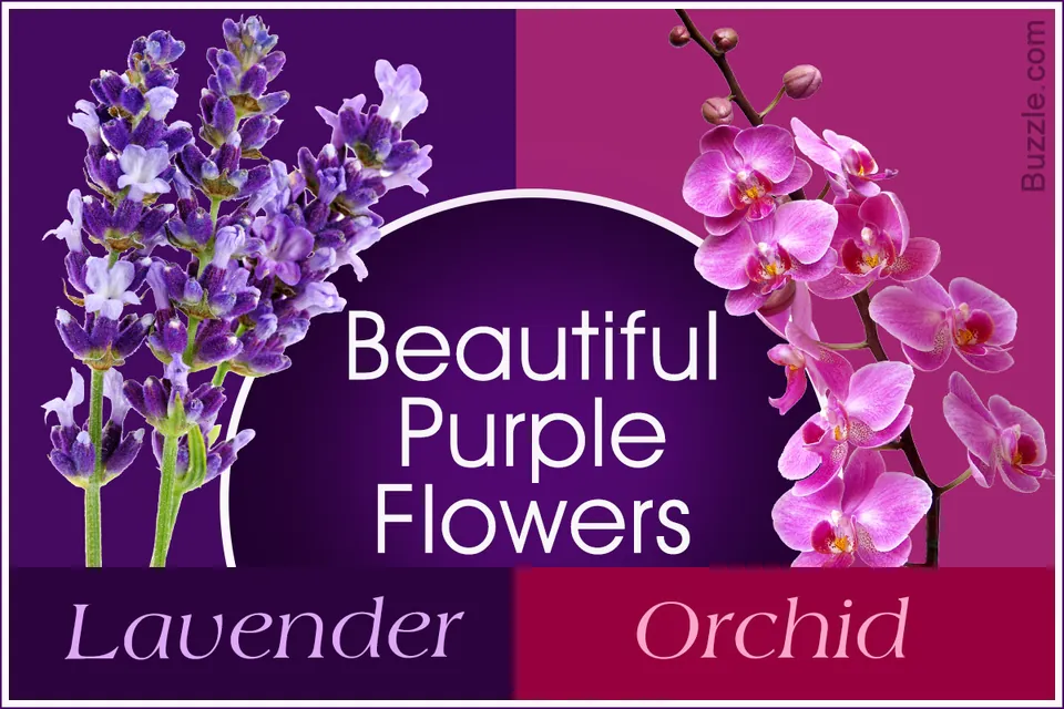 Lavender stalks on the left and pink orchid blooms on the right against a purple graphic background with text labels.