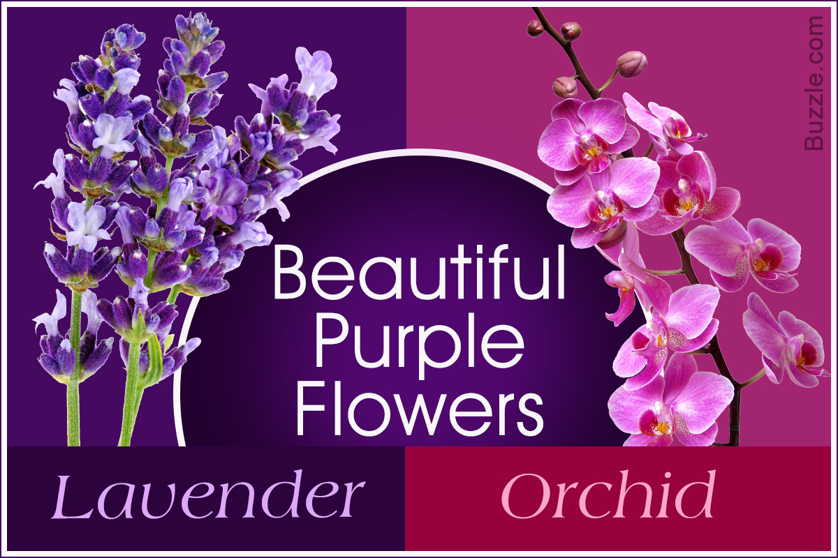 Purple Flower Names - Enlisted With a Beautiful Photo Gallery