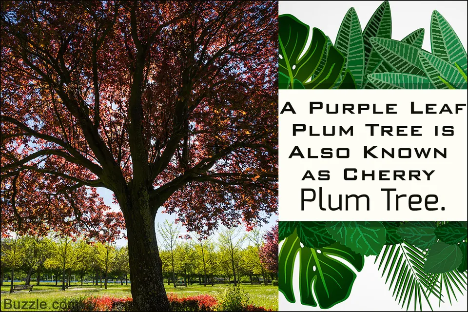 A large purple leaf plum tree with reddish foliage stands in a grassy park with other trees in the background.
