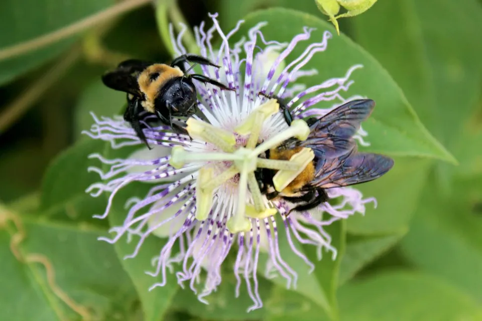 Two large bees on a purple and white passion flower with green leaves.
