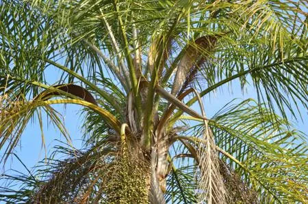 A low angle view looking up into the green fronds and textured trunk of a Queen Palm tree against a clear blue sky.